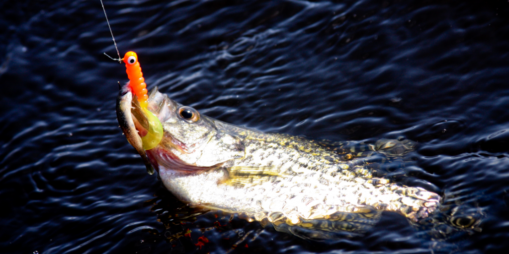 Texas Parks & Wildlife Announce Fishing Regulations Changes for 2022 - Vimarsana News