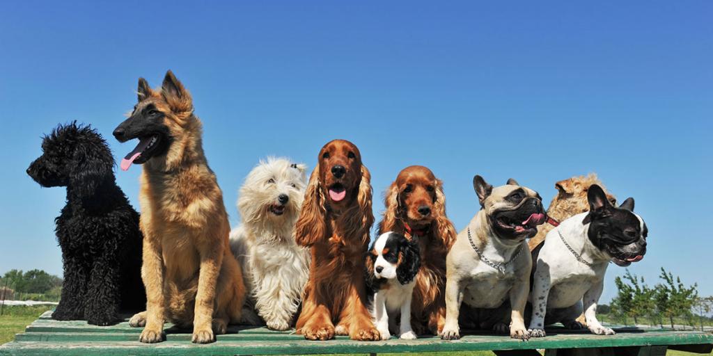 Dog Napping is on the Rise in Midland - Vimarsana News
