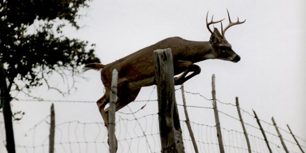 Fatal Disease Found in Deer Breeding Facility in Mason County - Vimarsana News