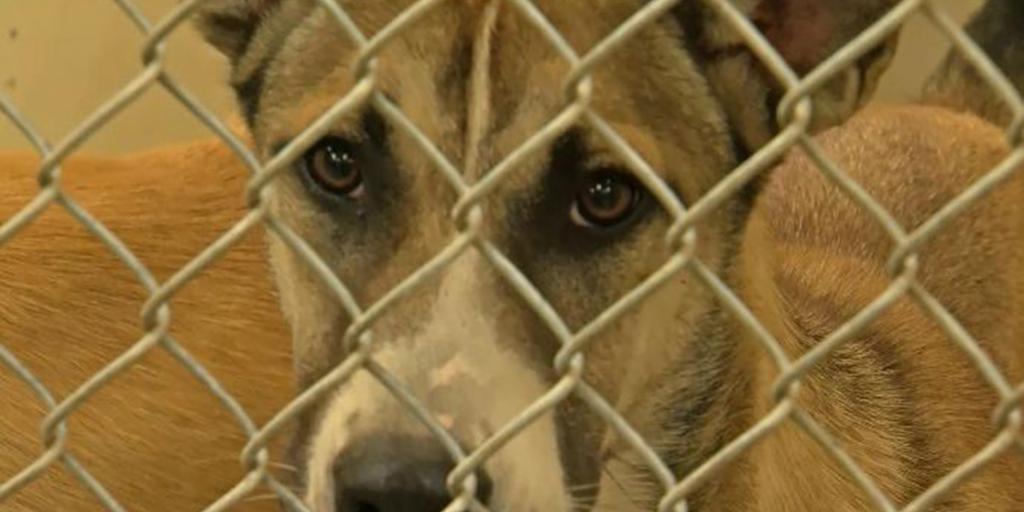 Irresponsible Pet Owners Have Created a Deadly Puppy Problem in San Angelo - Vimarsana News