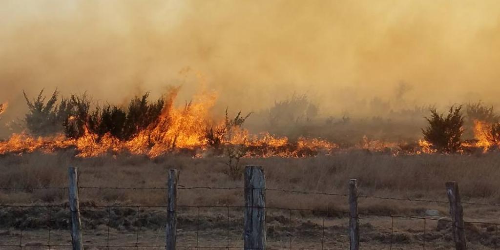 Texas A&M Forest Service Update on Devastating Wildfires - Vimarsana News