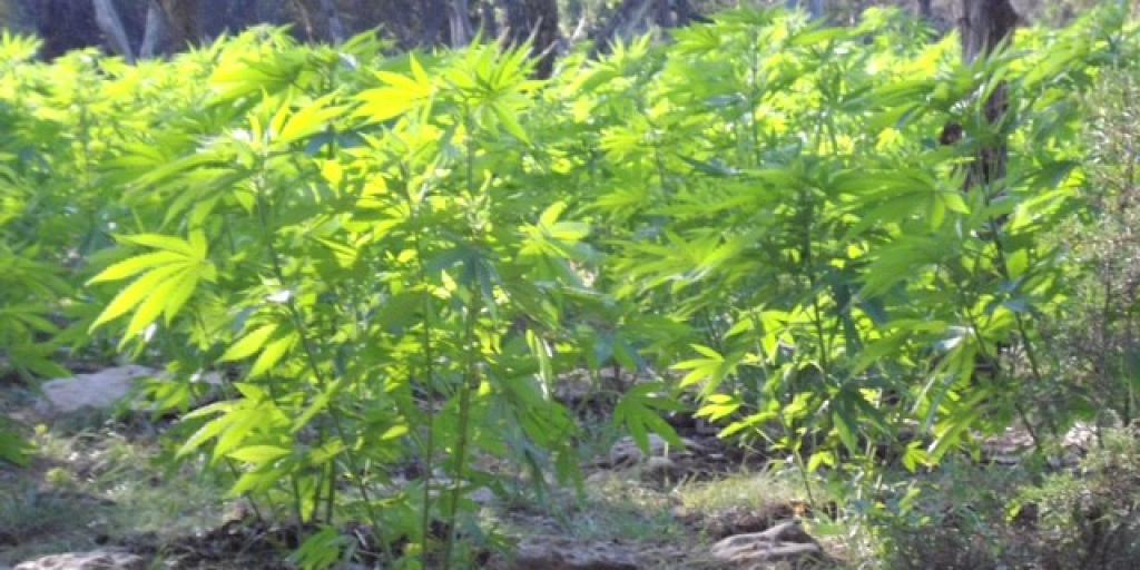 Tom Green County Sheriff's Deputies Arrest Driver for the Devil's Lettuce During STEP Program - Vimarsana News