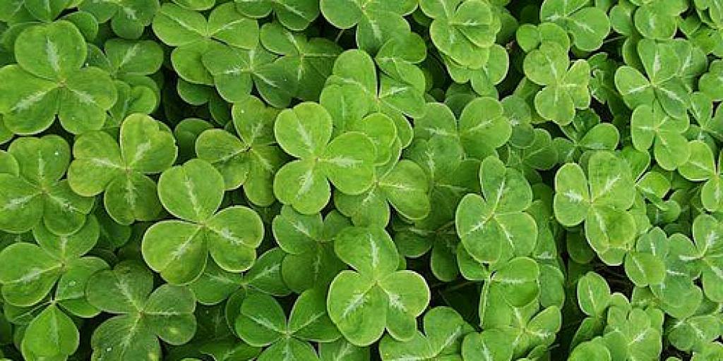 It's St. Patrick's Day – Are You Irish Royalty? - Vimarsana News
