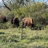Bison at San Angelo State Park (LIVE! Photo/Yantis Green)